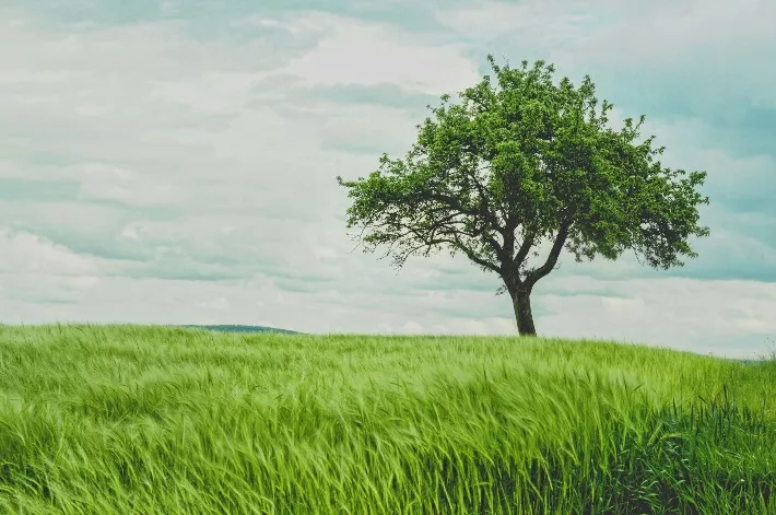 Defences to breach of a Tree Preservation Order